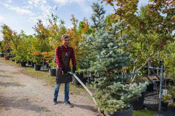 How Our Tree Care Process Works  in  Jacksonville, IL